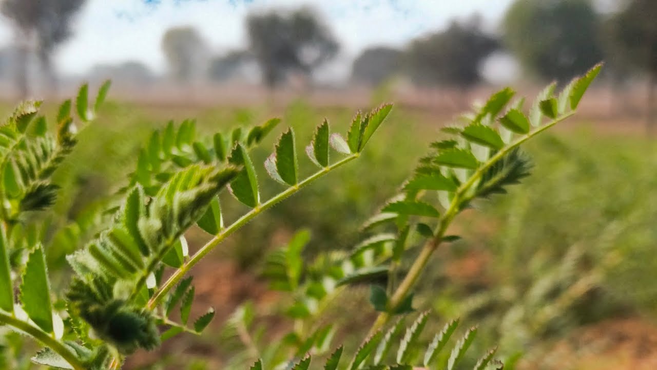 Aaj main Khet Mein Aaya To Mujhe pura ke Khali Mila yah kaise hua ( First Vlog) 