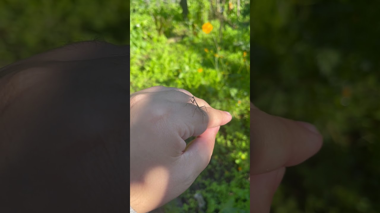Mantis - #miraculousnature #insects #bugs #prayingmantis #mantis #wildlife #animals