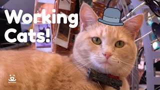 Working Cats | Meet the five cats in charge of marketing at a clothing boutique