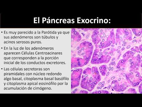 Video: ¿En el páncreas se liberan las células acinares?