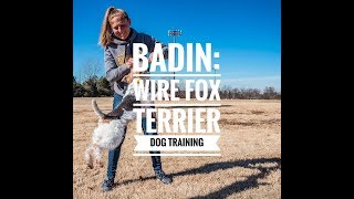 Badin: Wire Fox Terrier. Charlotte Dog Training: Puppy6 months