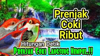 Prenjak Bambu Gacor Cengkok Mewah