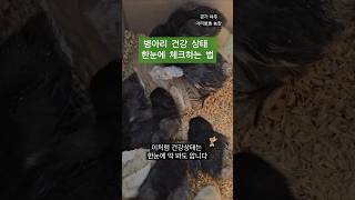 병아리 건강 상태 한눈에 체크하는 법- 두가지만 기억하세요(@ari_ppappa)