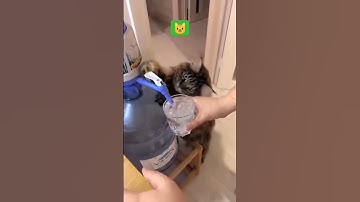 ℹ️🐱❤️ cats #video #funny #telegram #jungkook #instagram