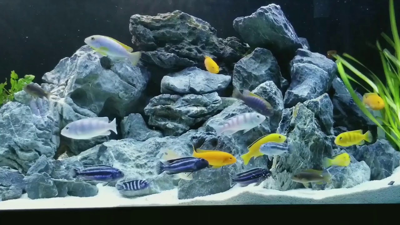 Maingano causing a ruckus