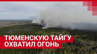 В Юргинском районе трое суток бушевали пожары в густом лесу