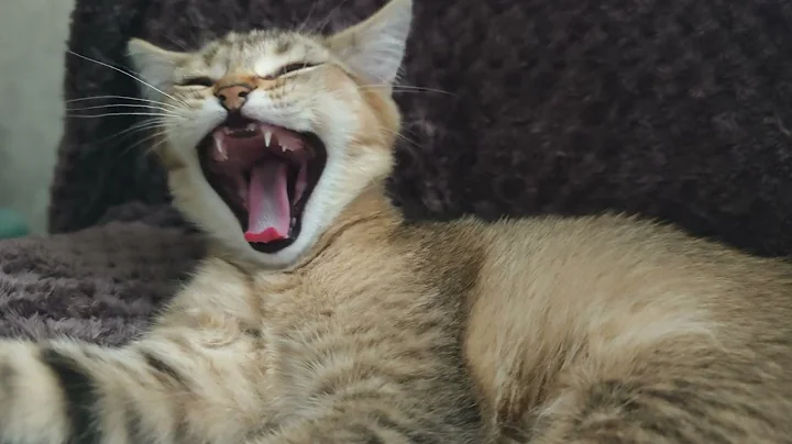 Video 8951181: cat kitten cute, golden chinchilla, mix