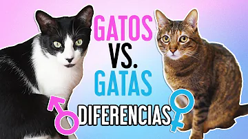 ¿Cómo se comportan los gatos machos cuando están en celo?