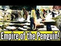 Seaworld Empire Of The Penguin - Empire of The Penguin Attraction and Penguin Viewing!