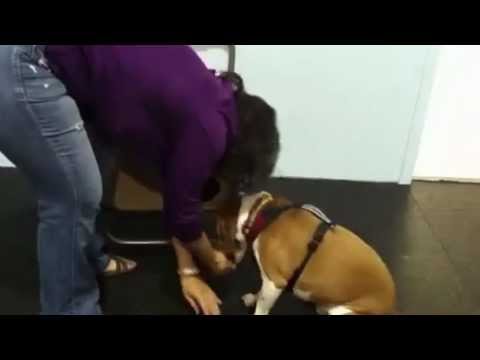 Dynamite Dog Training Deerfield Beach Dynamite Dog Training Deerfield Beach