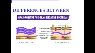 #Differences between Gram positive & Gram negative cell wall#