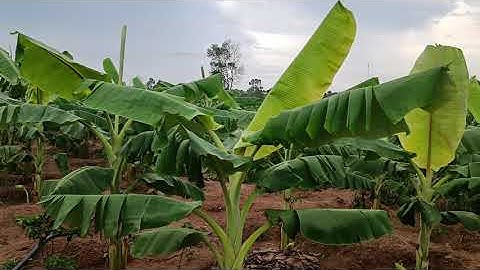 Kỹ thuật trồng chuối tây đúng cách lên xanh và đẹp || Mõm Bạc TV