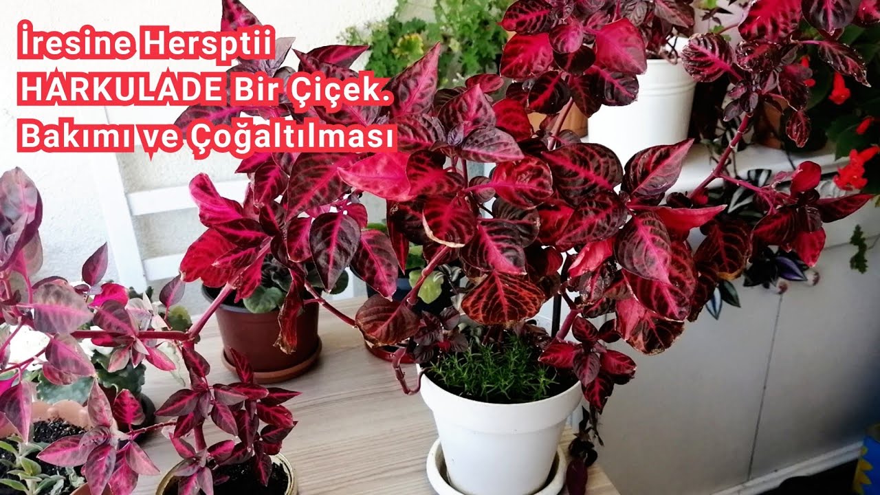 İresine Hersptii HARKULADE GÖRÜNEN Bir Çiçek. İresine Çiçeğinin Bakımı ve Çoğaltılması.