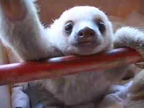 Baby Sloths "Hanging Out"