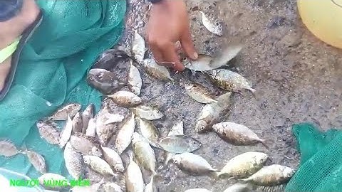 Câu Cá Biển | Thả Lờ Cá Giò Cá Dìa Trúng Đậm Ổ Cá Giò Bên Cầu Cảng Đại Lãnh l MARINE LIFE