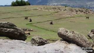 Baboons Barking, Having Fun And Screeching