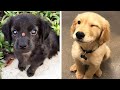 Funny Dogs Videos Compilation cute moment of the animals - Cutest Puppies #1