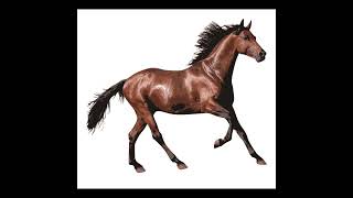 Horse Coloring Page  #shorts