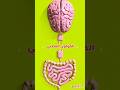 ● القولون العصبي( أعرض و تدابير)🧠 #nutrition #pharmacist #irritablebowel #قولون #معلومات