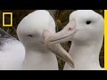 Wings of the albatross  national geographic