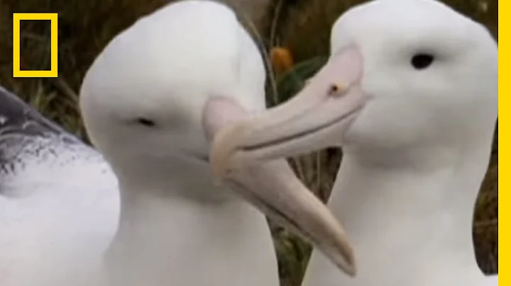 Wings of the Albatross | National Geographic