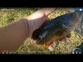 Found a Green Sunfish Only pond