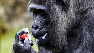 Berlinben él a világ legöregebb gorillája