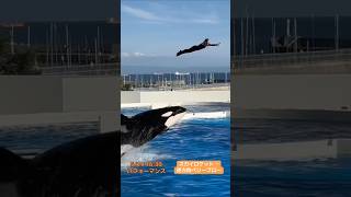 スカイロケット→ベリーブロー　2026.5.19 16:30パフォーマンス　#神戸須磨シーワールド#オルカ#orca#ステラ#Stella#ラン#Ran#スカイロケット#逆方向ベリーブロー