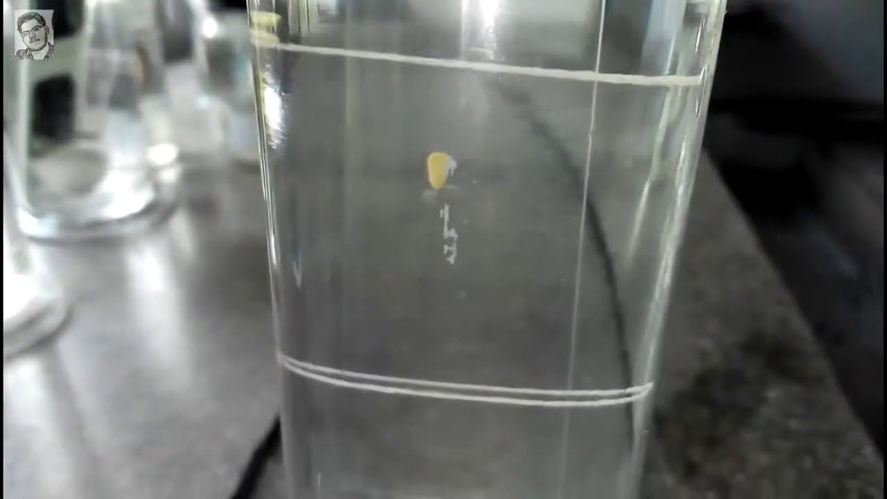 Lab Specimen Planaria