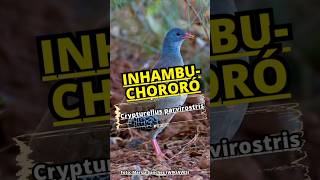 Inhambu-chororó (Crypturellus parvirostris) #aves  #sertão #natureza #vida