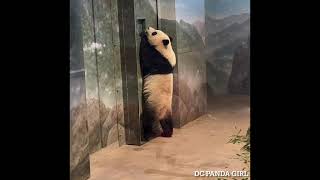 #Giantpanda #xiaoqiji #vlog Sugarcane, Bugging Mama, and Wall Walking 🐼😍💜🐾