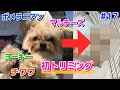 4種の血が流れるミックス犬、人生初のトリミングで別の犬になっちゃって仲間外れになった。