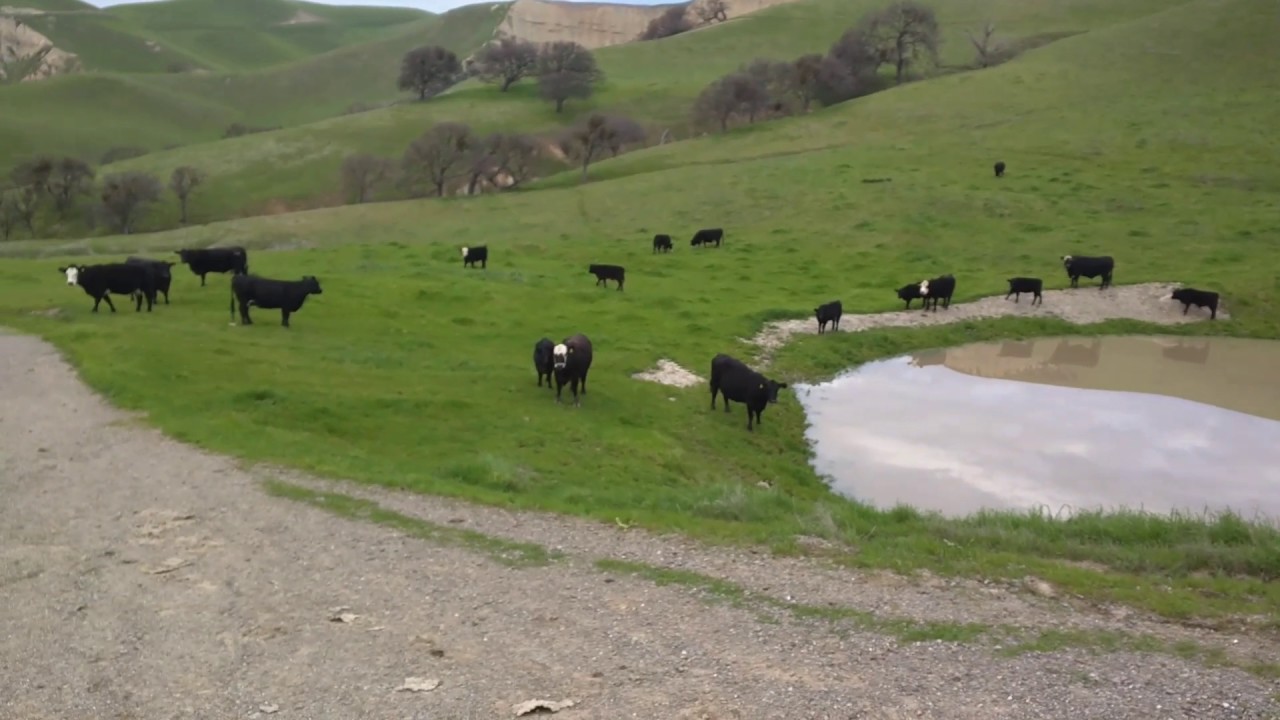 Don't attack me Momma cow!