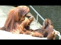 Orangutan wants big orangutan's attention/ 大きなオランウータンに相手にしてほしいオランウータン