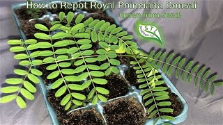 How to Repot Royal Poinciana Bonsai Tree