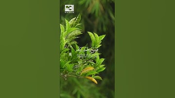 #فارس_عباد  الآيات 97-98-99 من سورة الحجر