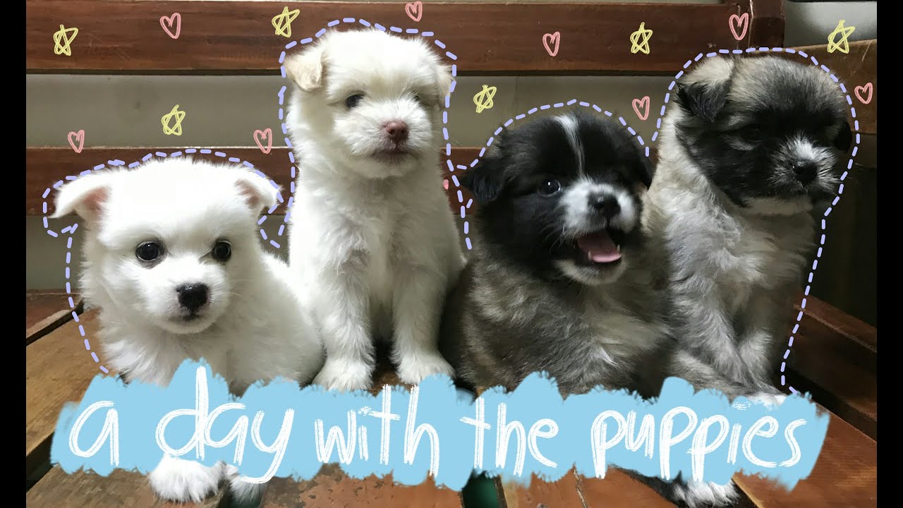 A Day With The Puppies Half Japanese Spitz Half Shih Tzu Youtube