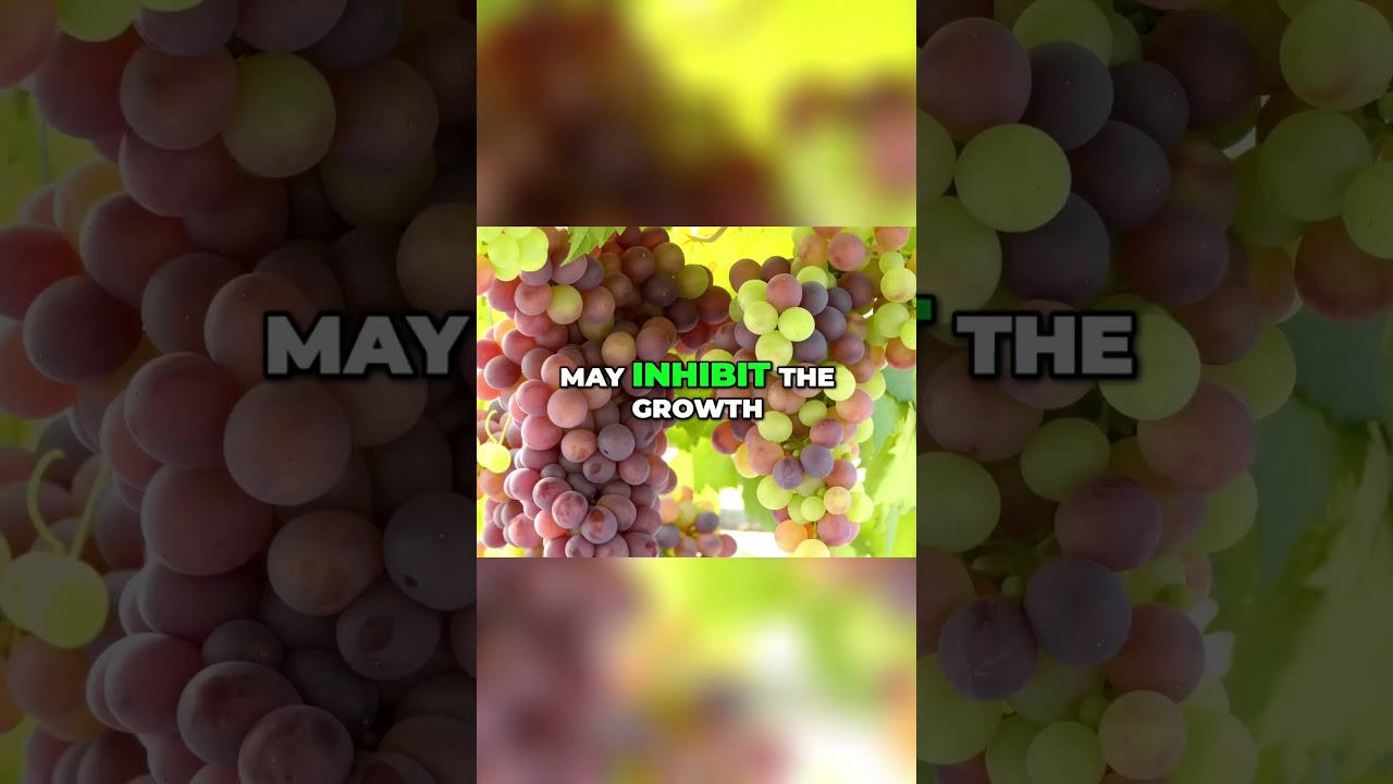 Unlock the Health Benefits of Grapes Natures Antioxidant 