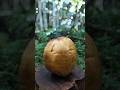 Coconut Cutting ASMR | Nature Sounds, No Talking #asmr #coconut #cuttingasmr