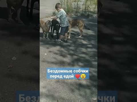 Бездомные собаки перед едой.