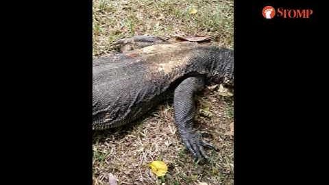 What gave poor monitor lizard in Punggol these injuries?