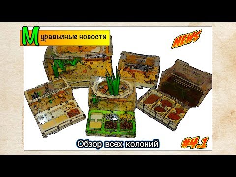 видео: Муравьиные новости #4.1 ● Обзор всех колоний