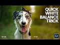 White Balance and Image Editing Quiz