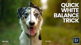 DOG PHOTOGRAPHY - Quick White Balance Tip in Lightroom! screenshot 5