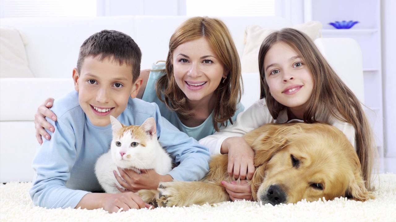 Pet Urine Odor Removal by Chem-Dry