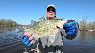 Wolf River Fishing Report  White Bass & Walleye