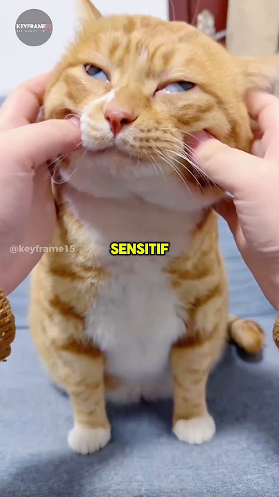 Kenapa kucing tiba tiba marah ?