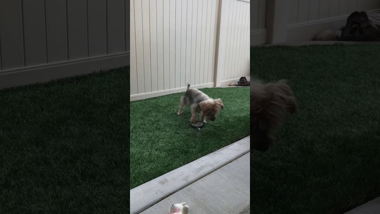 pet sitting brisbane Best Star Wars Toy Ever