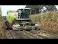 Loonbedrijf Grefelman met Claas Jaguar 940 en 2 New Holland trekkers aan het mais hakselen (2020)