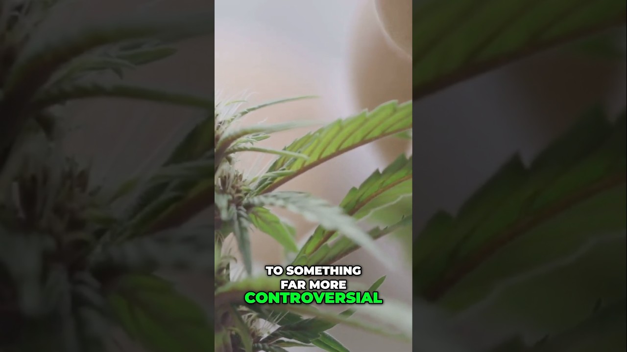 Cannabis in the Bible: The Shocking Truth Revealed 